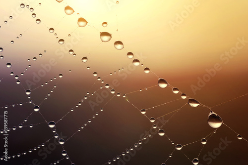 Spider web with dew drops at sunrise closeup.