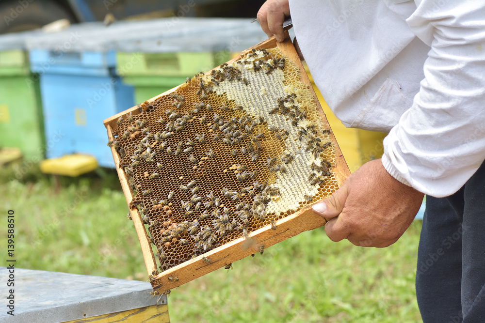 Working Bee Help Work bees in hive Bees convert nectar into honey and close it in the ...