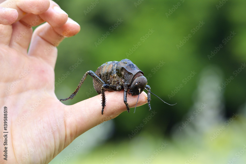 Bradyporus dasypus, biggest cricket on boy finger Bradyporus dasypus, biggest cricket on boy finger