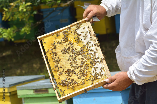 Work bees in hive Bees convert nectar into honey and close it in the honeycomb