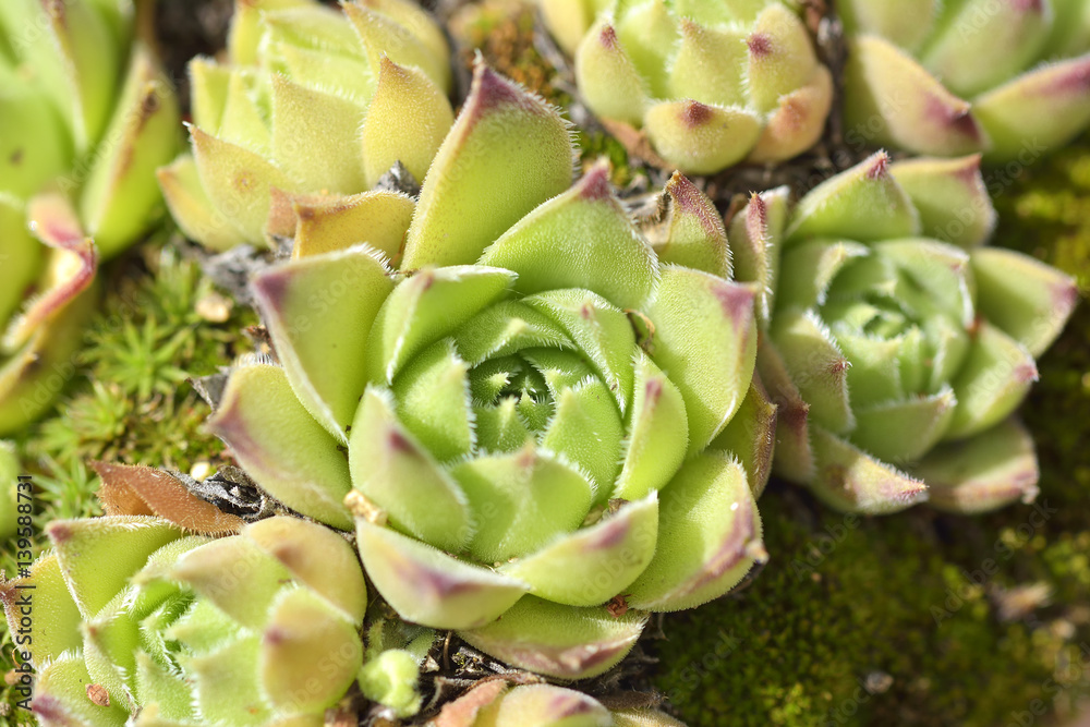 Obraz premium Close up of a Echeveria agavoides, the molded-wax agave