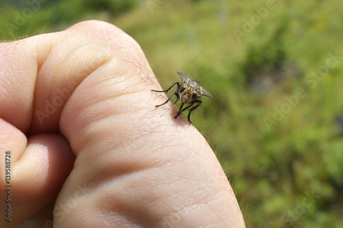 Close up of mosquito sucking blood