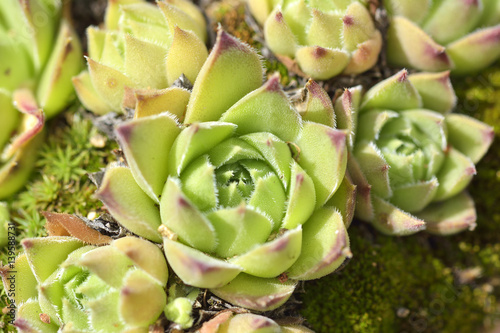 Close up of a Echeveria agavoides, the molded-wax agave