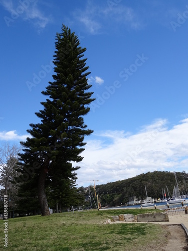 Arbre sur la plage