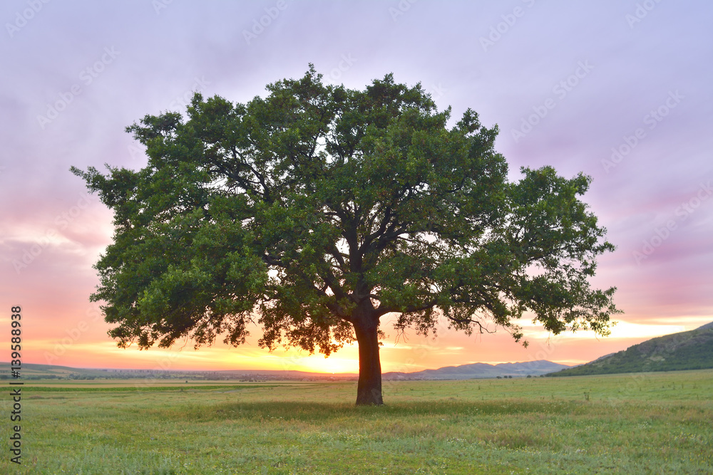 Beautiful and old Oak at the sunset. processed in Nik Color Efex Pro - obrazy, fototapety, plakaty 