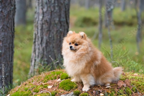 Fluffy cute red pomeranian dog. Spitz sitting in autumn park