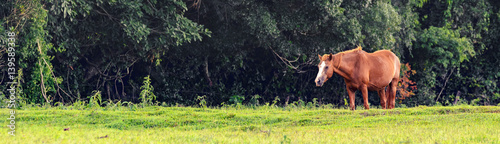 Panorama of a horse into the wild life
