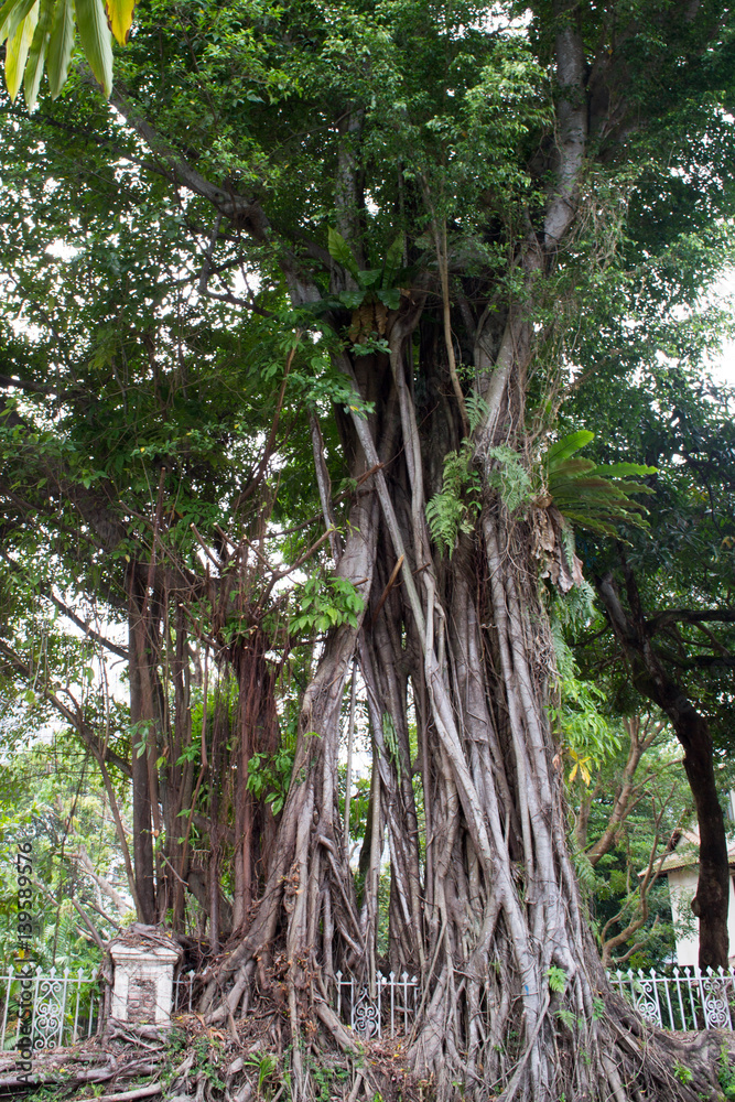 Obraz premium Aerial root of Figs