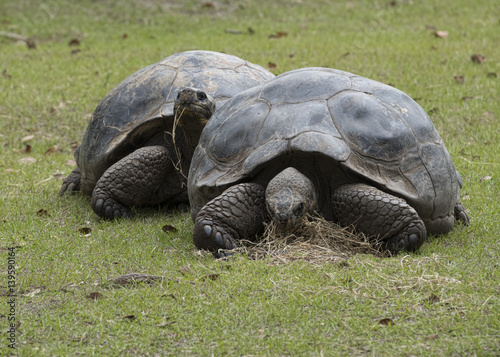 Two Aldabra tortoises eating dried grass on a green field