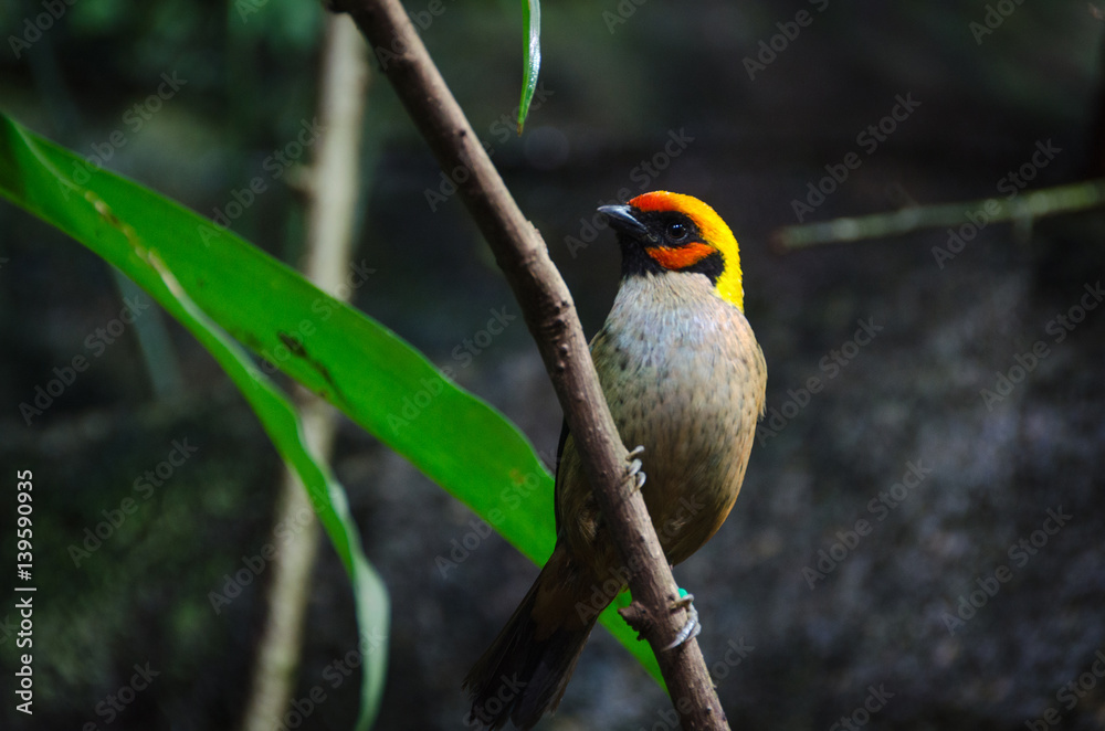 Obraz premium one lovely and exotic bird family Tangara