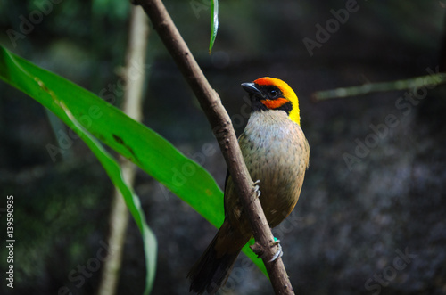 one lovely and  exotic bird family Tangara © balltorp