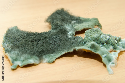 Fototapeta Naklejka Na Ścianę i Meble -  green mold
