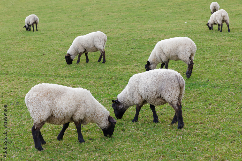 Flock of sheep eating grass in the pasture Flock of sheep eating grass in the pasture