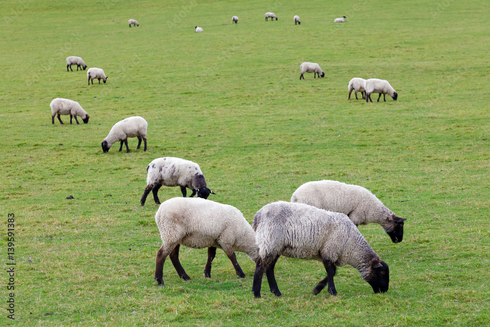 Flock of sheep eating grass in the pasture Flock of sheep eating grass in the pasture