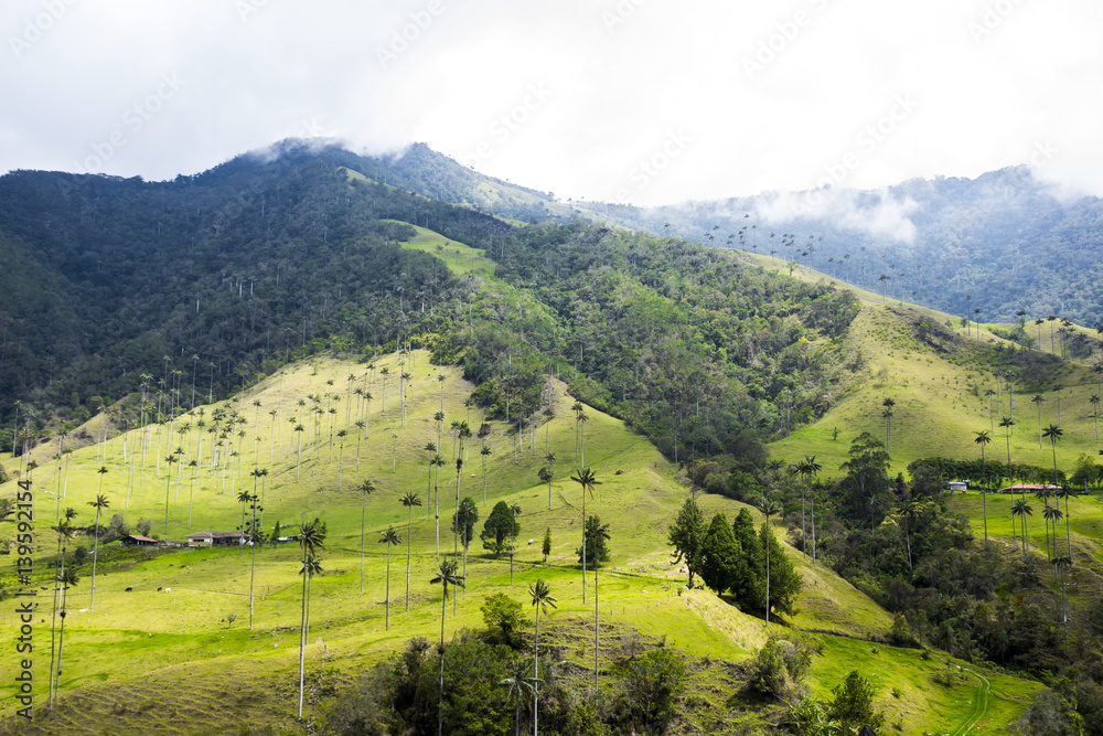 Valle del Cocora