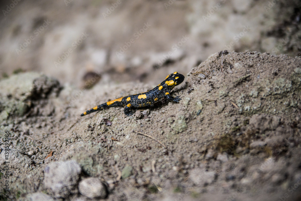 Feuersalamander Feuersalamander