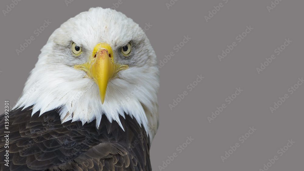 Fototapeta premium The head of the American eagle.