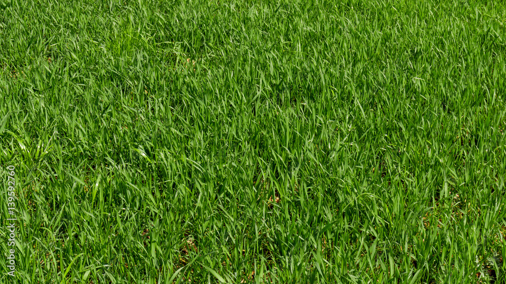 Green grass background. Grass texture Green grass background. Grass texture