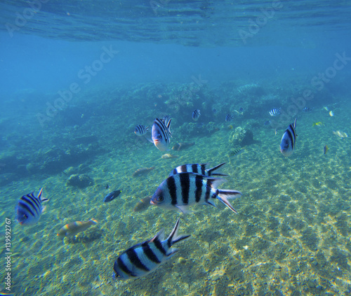 Underwater landscape with exotic fish Dascillus. Blue seawater and sand seabottom.