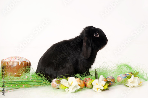 black bunny flowers and Easter eggs photo
