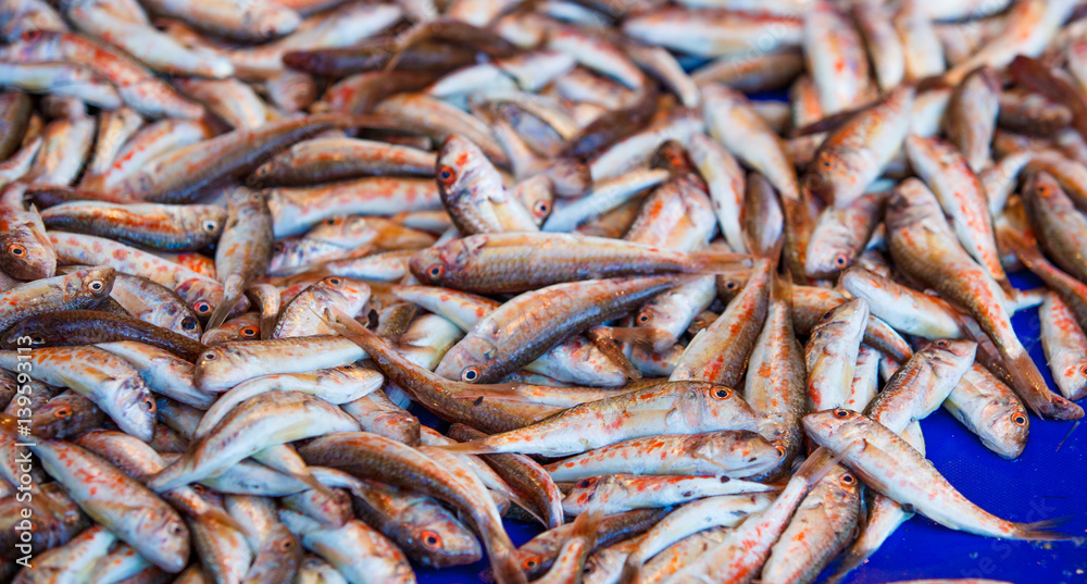 Fresh fish. Mullus fish Fresh fish. Mullus fish