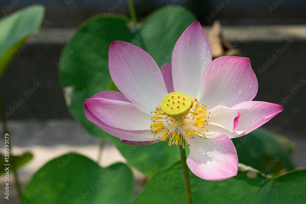 Beautiful lotus flower with dew in sunshine Beautiful lotus flower with dew in sunshine