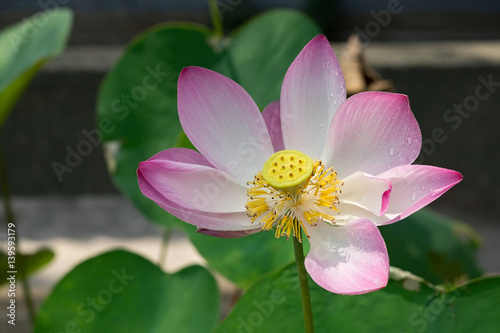 Beautiful lotus flower with dew in sunshine