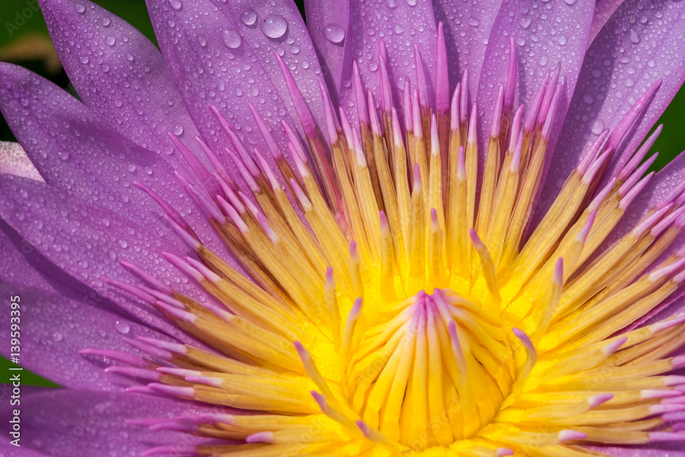 Obraz premium Beautiful waterlily or lotus flower./Beautiful waterlily or lotus flower with dew in sunshine