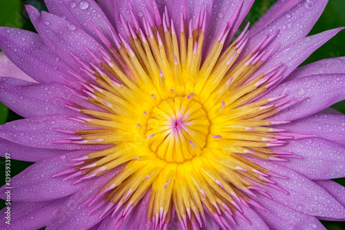 Beautiful waterlily or lotus flower with dew in sunshine
