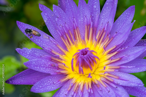 Close-up flower. A beautiful purple waterlily or lotus flower