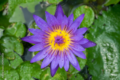 Beautiful waterlily or lotus flower./Beautiful waterlily or lotus flower with dew in sunshine