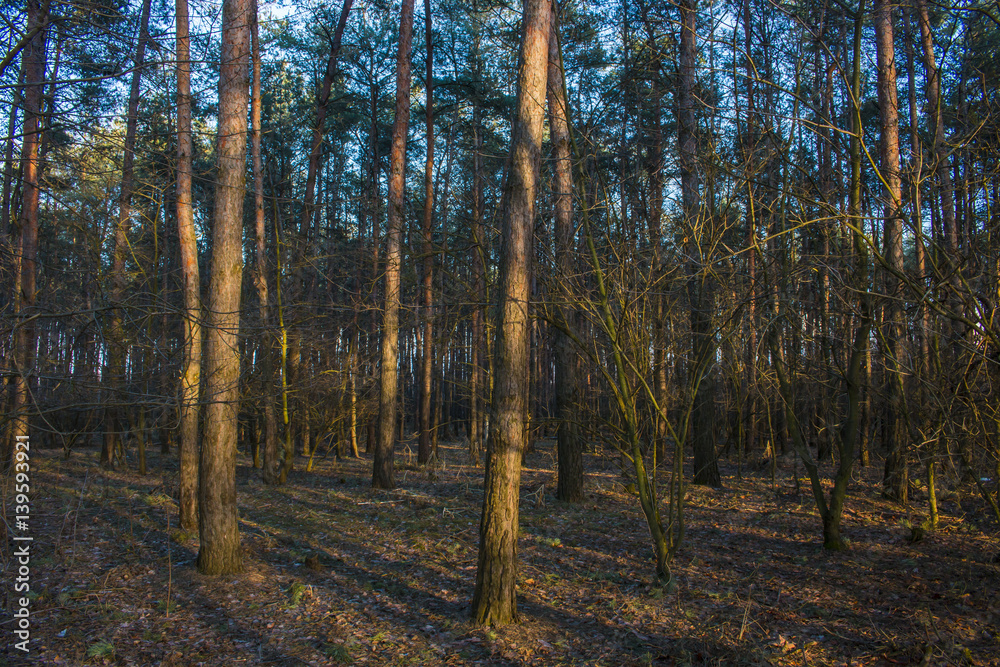 Deep in the forest Deep in the forest