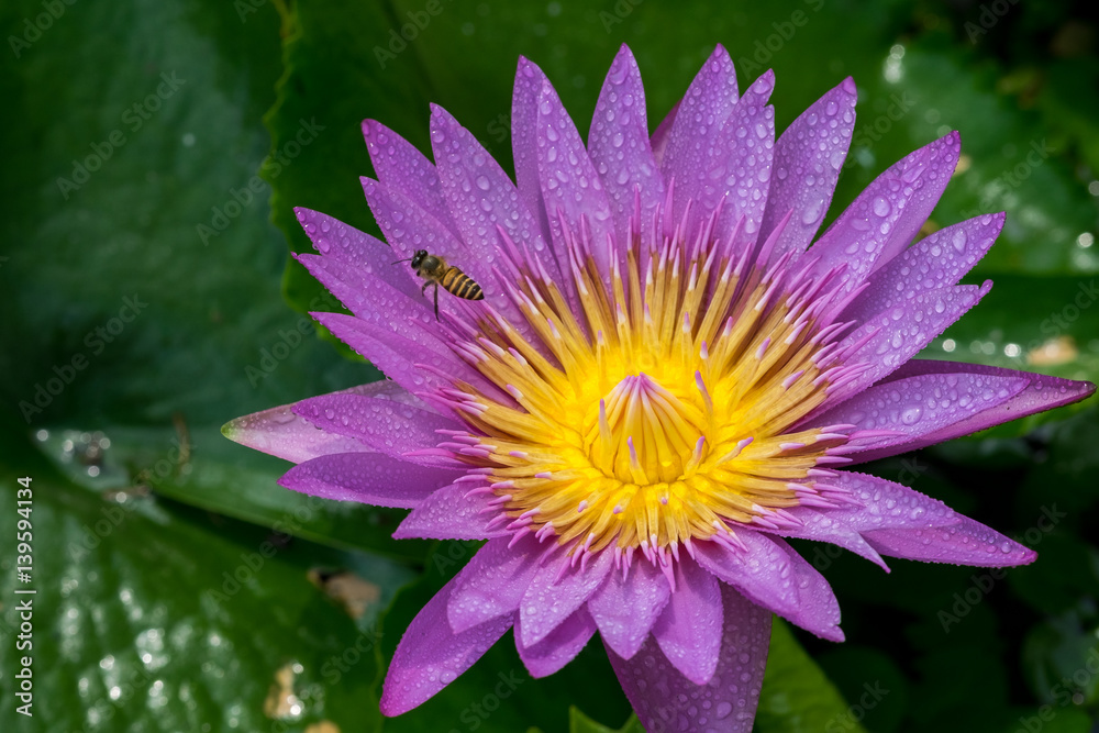 Close-up flower. A beautiful purple waterlily or lotus flower Close-up flower. A beautiful purple waterlily or lotus flower