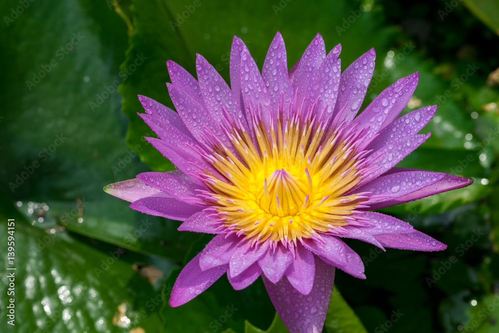 Beautiful waterlily or lotus flower with dew in sunshine Beautiful waterlily or lotus flower with dew in sunshine