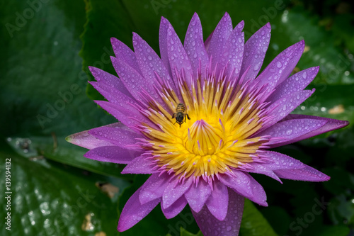 Close-up flower. A beautiful purple waterlily or lotus flower