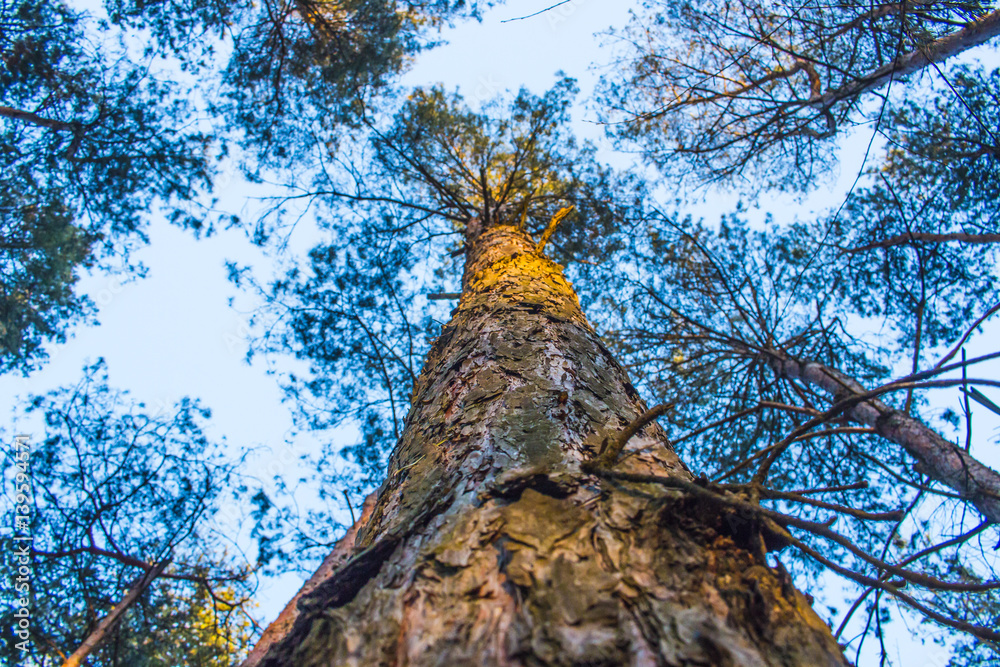 Fototapeta premium Spruce forest