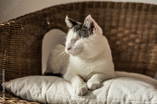 Fototapeta Naklejka Na Ścianę i Meble -  White blind cat with serene expression resting on white pillow on wicker chair.