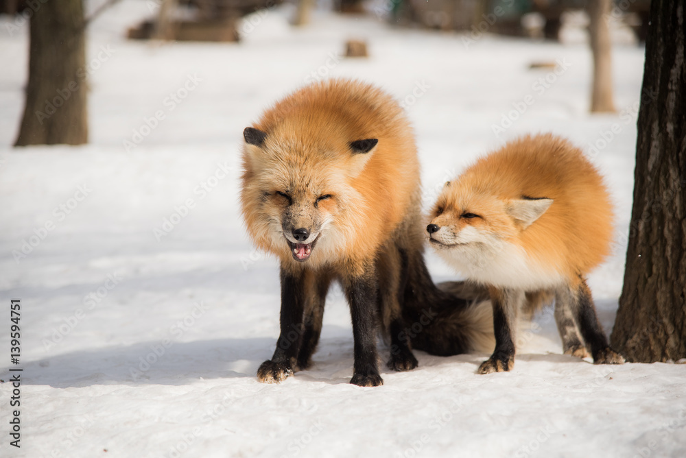Naklejka premium red fox in winter season