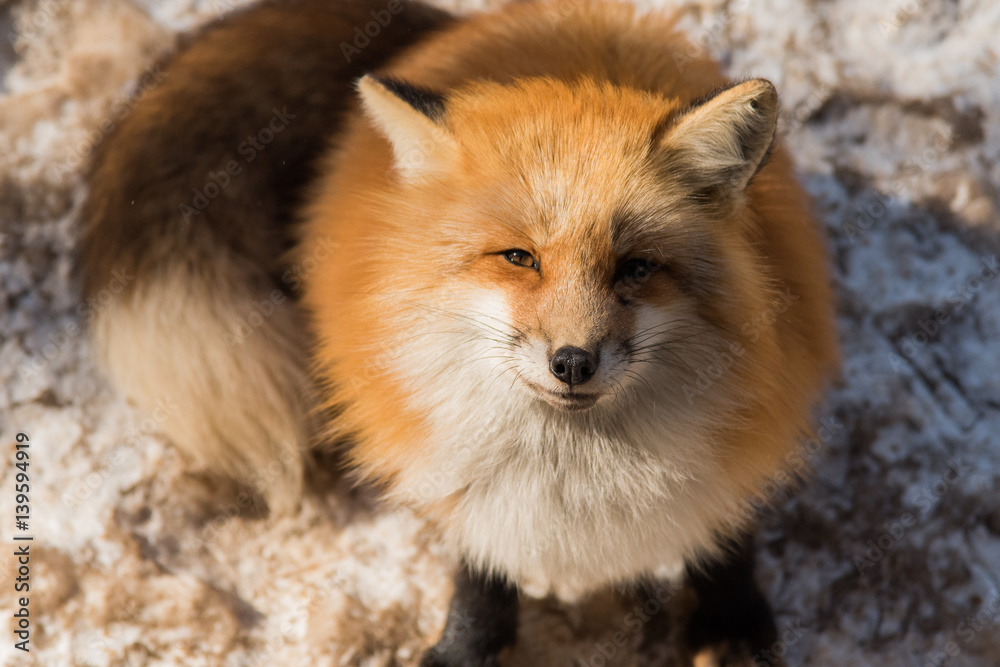 Fototapeta premium red fox in winter season