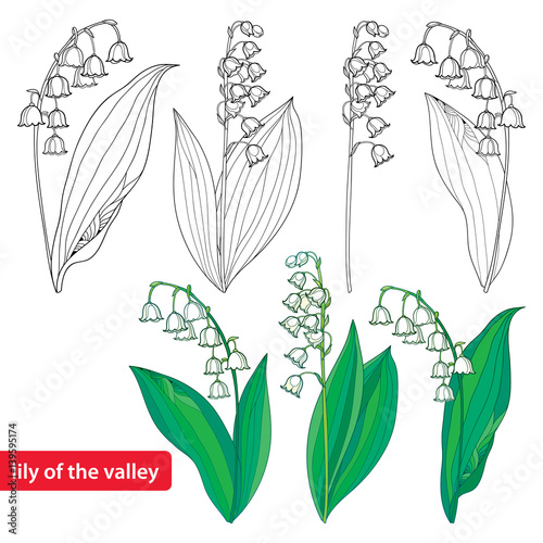 Vector set with outline Lily of the valley or Convallaria flowers and leaves isolated on white. Template with ornate floral element for spring design or coloring book. Early lily in contour style.