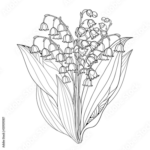 Vector bouquet with outline Lily of the valley or Convallaria flowers and leaves isolated on white. Ornate floral element for spring design or coloring book. Bunch of may lily flower in contour style.