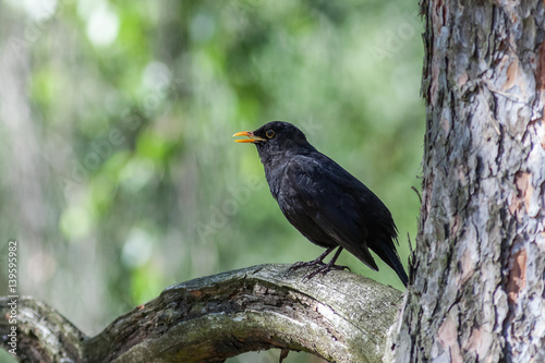 Amsel