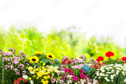 Fototapeta Naklejka Na Ścianę i Meble -  Flowers in garden