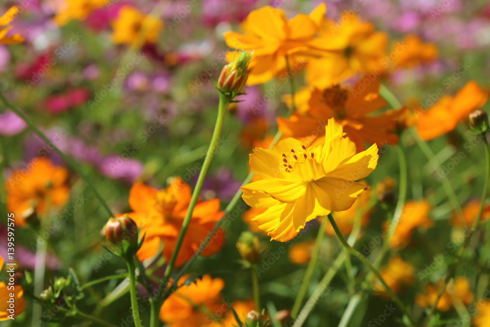 Beautiful Cosmos flowers blooming in the garden Beautiful Cosmos flowers blooming in the garden