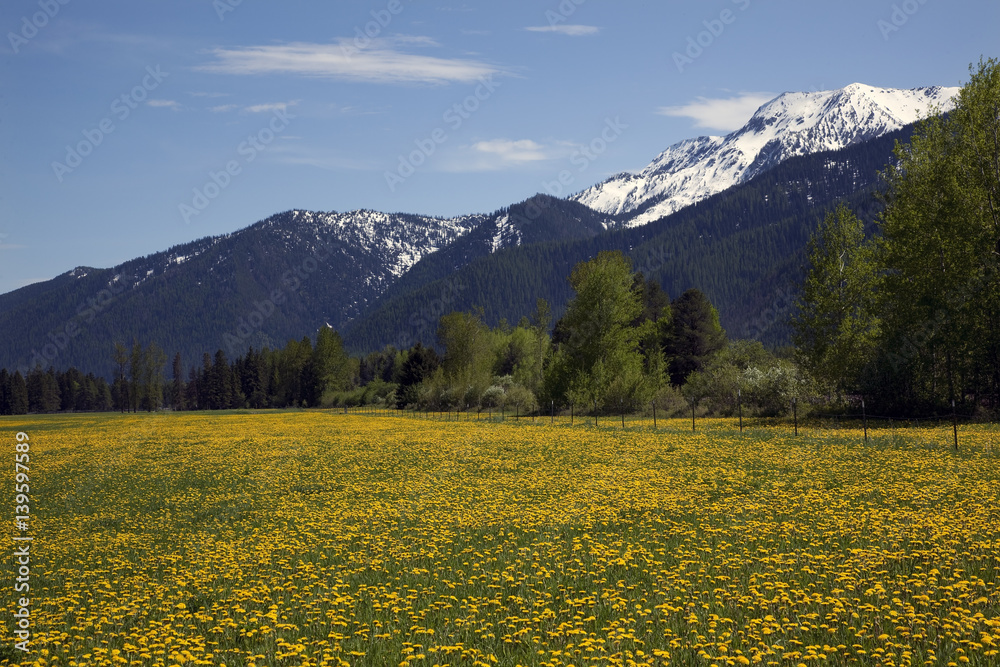 Yellow Flower Farm Snow Mountains Countryside Glacier National P