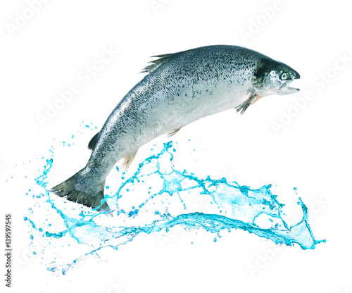 Salmon fish jumping out of water
