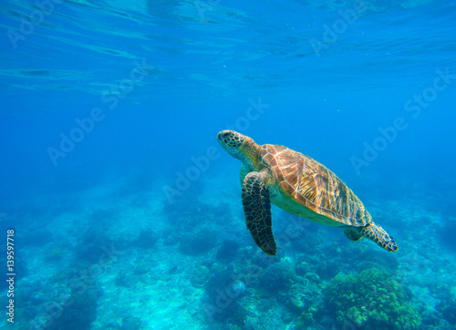 Swimming sea turtle in blue water. Sea tortoise snorkeling photo. Cute green turtle photo.
