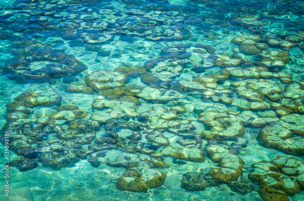 coral reef and crystal clear water at tropical beach