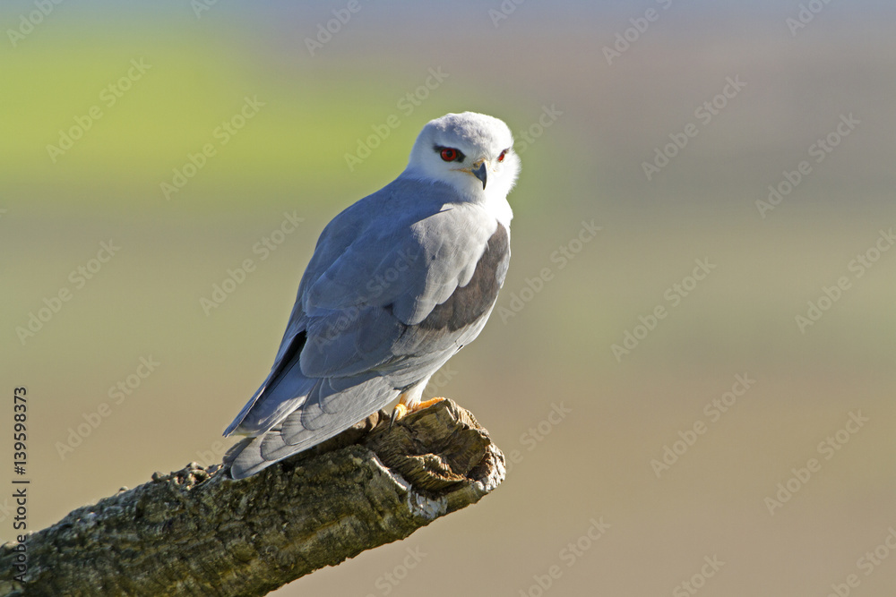Fototapeta premium Adult of black-shouldered. Elanus caeruleus.