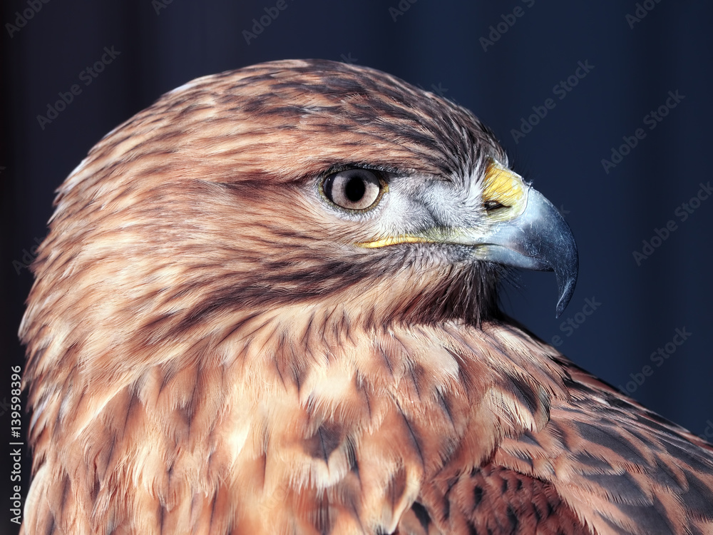 Obraz premium Hawk buteo close-up at red and blue tones looking to the right